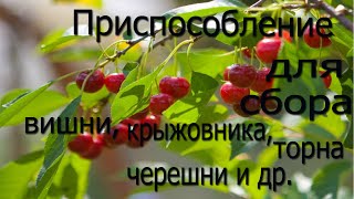 Простое приспособление для сбора вишни, черешни, крыжовника и др. удобно!