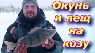 Окунь и лещ на мормышку-козу.