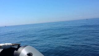Рыбалка на Трех Поросятах и Шаморе