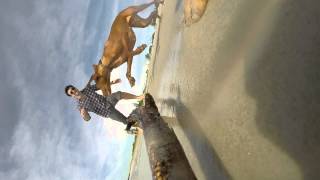 Benny Bonnie and Sam at kurnell [QUICK CUT]