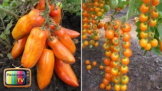 ОРИГИНАЛЬНЫЕ СОРТА ТОМАТОВ ШИКАРНО КРАСИВЫЕ ВКУСНЫЕ И УРОЖАЙНЫЕ
