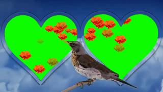 #Dil Wedding green screen effect background beautiful frame