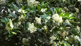 Flor de jasmim