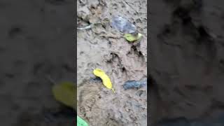 Tu já viu paca mansa assim???