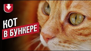 В Англии кот застрял в бункере времен Второй мировой войны