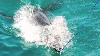 Jon's Homemade Shark Video