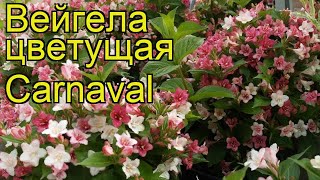 Вейгела цветущая Карнавал. Краткий обзор, описание характеристик weigela florida Carnaval