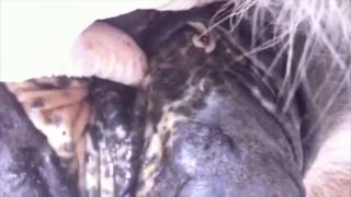 Horse penis/ sheath  infested with maggots causing colic like signs