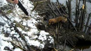 Come to me, come to me!:) / Beaver hunting/part 1