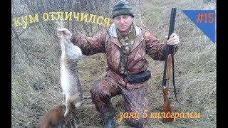 (18+) КУМ ОТЛИЧИЛСЯ - ЗАЯЦ НА ПЯТЬ КГ (охота на зайца #15) сезон 2017 - 2018...