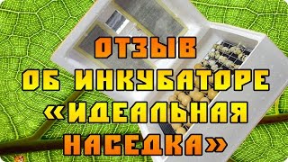 Отзыв на тему инкубатора "Идеальная наседка".