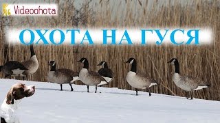 Охота на гуся!ВСЕСТОРОННИЙ обзор - Videoohota