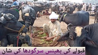 Qabuley ki bhance in salam mandi sargodha