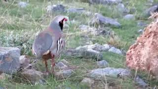 BAĞLI - KEKLİK AVI-الحجل طائر - куропатка - partridge - partridge шикори