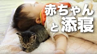 赤ちゃんと添い寝する子猫がかわいい【保護猫の成長記録・生後30日目】Kitten sleeping with baby〜【瀕死の保護猫動画・子猫の成長記録】