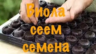 Виола (анютины глазки). Посев семян на рассаду. Результаты всходов на 10-й день.