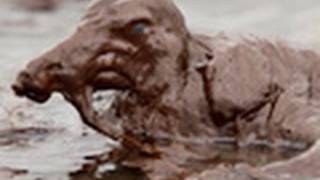 Gulf Coast Oil Spill Puts Birds at Risk