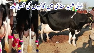Full information of different types of the beautifull cows at janwar mandi dolli saheed 07 Dec