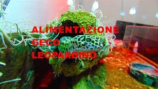 (Geco leopardino) Alimentazione