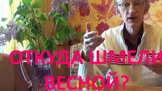 Откуда Берутся Мохнатые Шмели Весной? Киев Украина