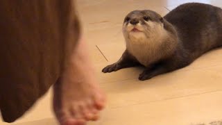 カワウソさくら 猫と人間のテンションにいまいちついていけないカワウソ otter trying hard to chase