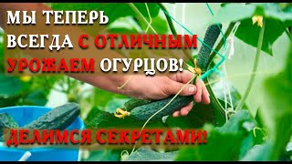 Какие создать условия огурцам чтобы получать 10 кг с куста.