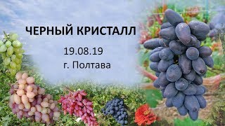 Виноград 2019  Виноград Черный кристалл  Новейшая форма