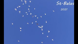 ΠΕΡΙΣΤΕΡΙΑ ΣΤ ΒΑΛΑΣ 50 ΑΣΠΡΟΑΛΑΤΖΑΔΙΚΑ ΕΞΑΦΑΝΙΣΜΕΝΑ ΣΕ ΓΑΛΑΝΑΔΑ 1-1-2021 ΚΑΛΗ ΧΡΟΝΙΑ!!!!