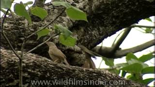 Varieties of birds nesting on a single big tree
