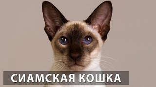 Порода кошек. Сиамская кошка.Одна из самых популярных пород в мире