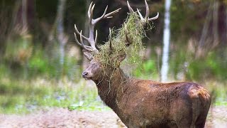 Олень и "чесалка". Red deer & "comb".