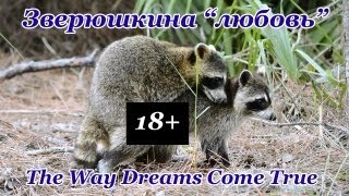 Живность Флоридских Джунглей | Брачные игры енотов
