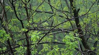 ? Rain On Trees Sound ( Raindrops On Leaves NO Thunder Sounds ), Relaxing Ambiance For Sleeping