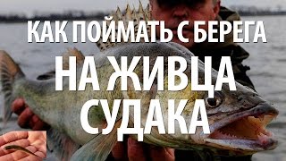 ЛОВЛЯ НА ЖИВЦА СУДАКА С БЕРЕГА - СНАСТИ, НАЖИВКИ