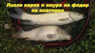Ловля карпа и белого амура на платнике на фидер
