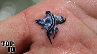 Top 10 Animals You Didn't Know Existed