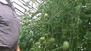 Формируем кусты томатв