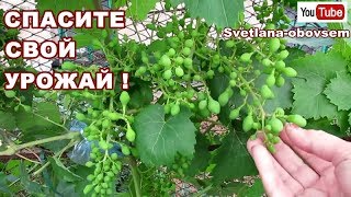 ОБЯЗАТЕЛЬНО ОБРАБОТАЙ ВИНОГРАД ОТ БОЛЕЗНЕЙ,ОТ ВРЕДИТЕЛЕЙ ВО ВРЕМЯ.КОГДА НУЖНО ЧЕКАНИТЬ ВИНОГРАД?