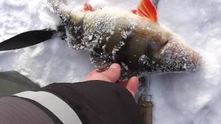 Окунь в мороз. Разловил новые гондурасы. Homemade winter spoon baits.