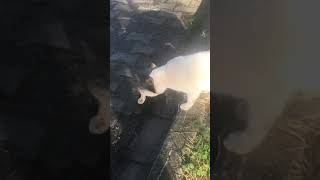 Cat fighting