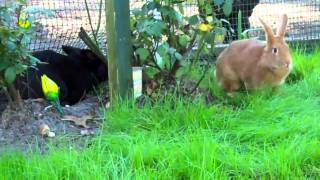 Rabbit Mating Rituals