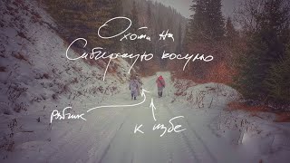 Поездка на избу. За Сибирской косулей. Красноярский край.