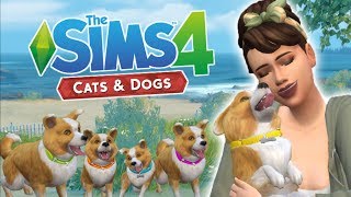 100 CATS & DOGS CHALLENGE #1