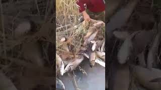 Зимняя рыбалка сетями.Очень хороший улов 2019г.
