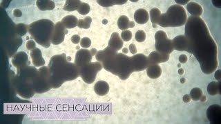Научные сенсации. Бактерии правят миром. Фильм 1
