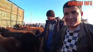 УРГАНЧ . ГОЙБУ МОЛ - КОЙ БОЗОРИ ! 17.03.19