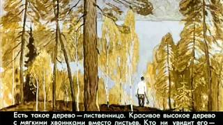Заколдованные деревья.  Живут такие растения.  Интересные факты от Интернет-Бабули