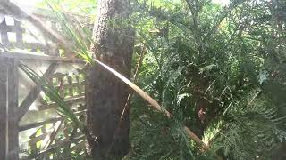 767.  Cordyline re-sprouting from trunk.  00001