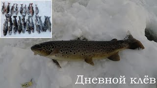 СУПЕР РЫБАЛКА НА КУМЖУ (дневной клёв) / SUPER FISHING FOR TROUT (daily nibble)
