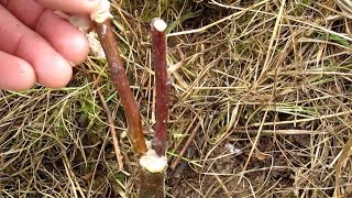 Весенняя ранняя прививка яблонь по системе В. Железова early inoculation of apple trees according